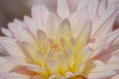 真夏のダリア-ムーンワルツ