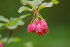 六月の花散歩-ベニサラサドウダン