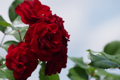 花散歩‐ダークレッドの薔薇