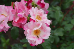 小さな花のバラ-3