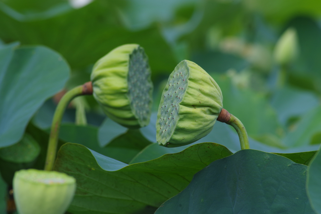 蜂巣