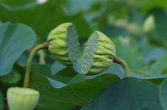 蜂巣