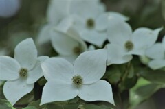 六月の花散歩-山法師