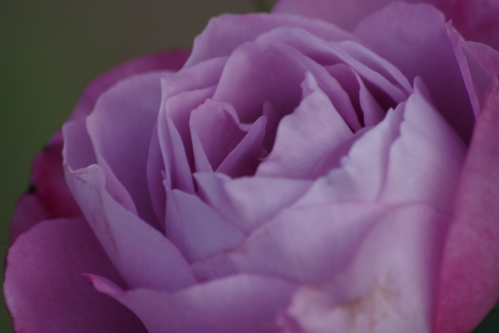 秋薔薇‐ブルーリバー