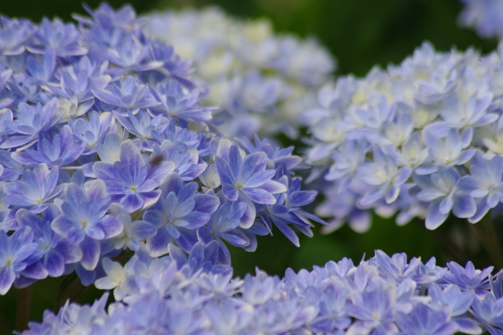 家の庭から‐紫陽花・万華鏡