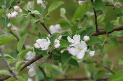 果樹の花-林檎5