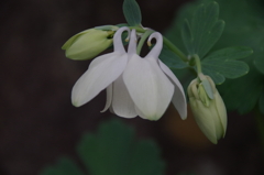 花散歩-白花のミヤマオダマキ