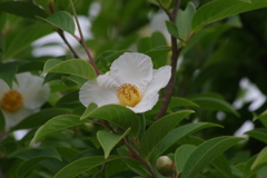 花散歩-夏椿