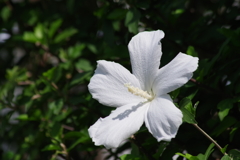 花散歩₋白木槿