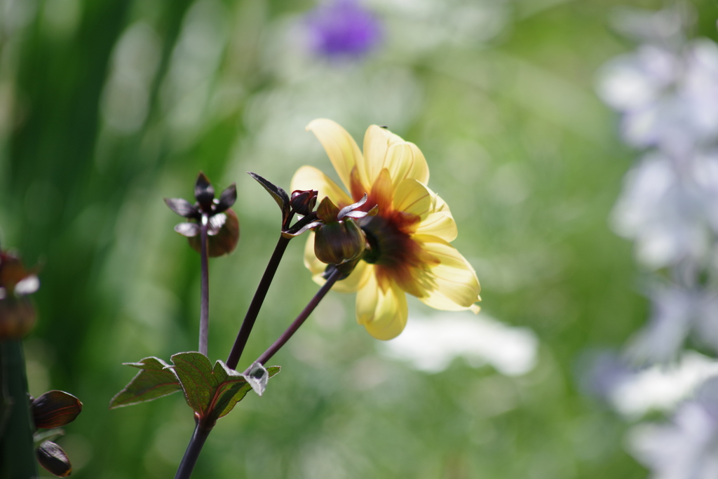 花散歩₋ダリア