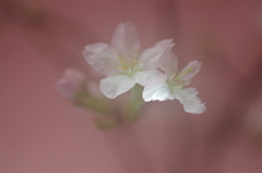 春を先駆けて-啓翁桜2
