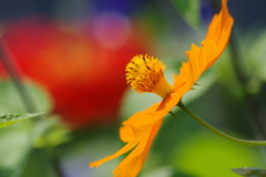 花散歩-黄花コスモス