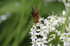 ニラの花に集う‐イチモンジセセリ