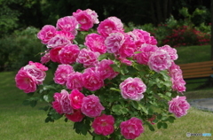 大きな花束をあなたに。