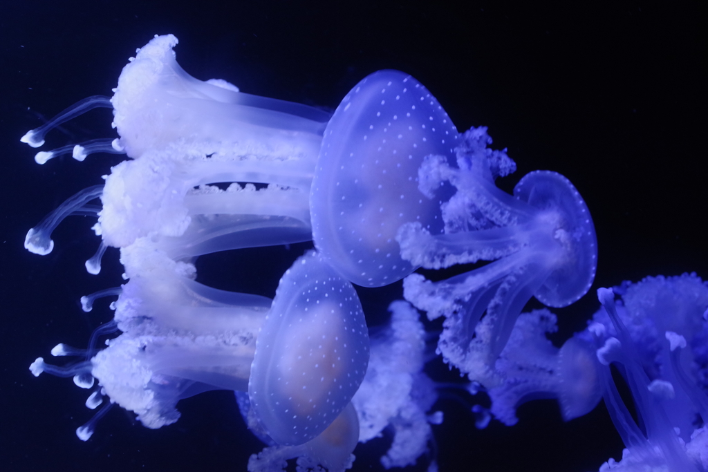 クラゲ水族館のプンクタータ