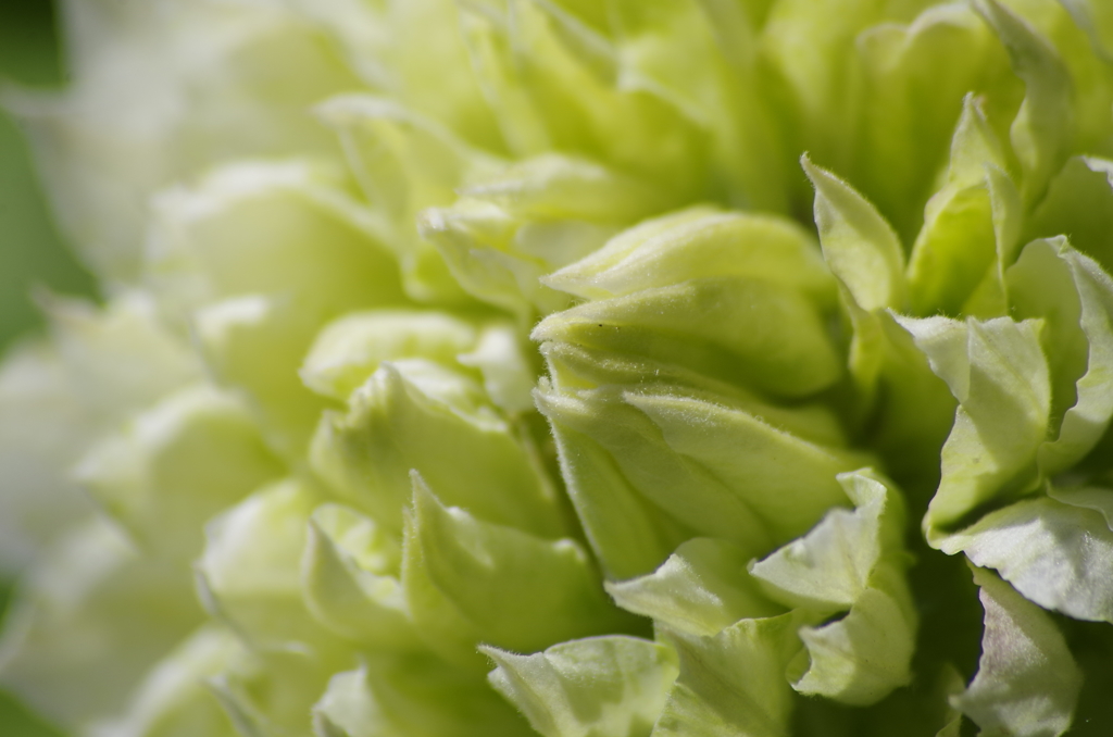 2018.5.26の忘れ物‐クレマチス1