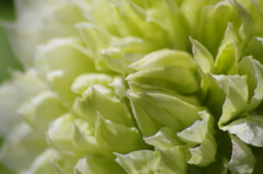 2018.5.26の忘れ物‐クレマチス1