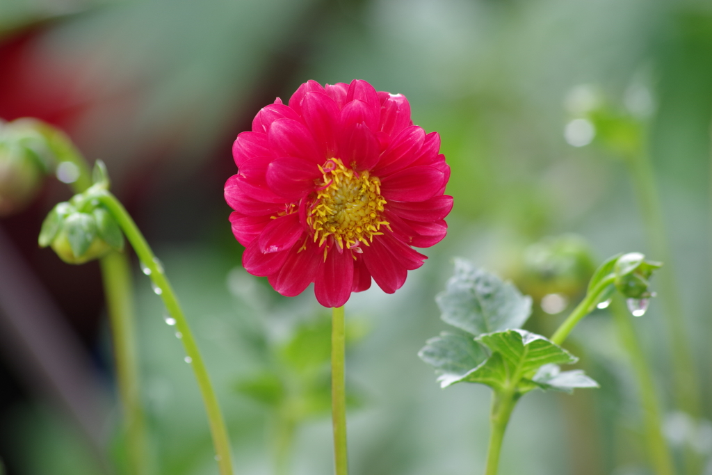 ミニダリアが咲きました-卒業まであと2,000枚