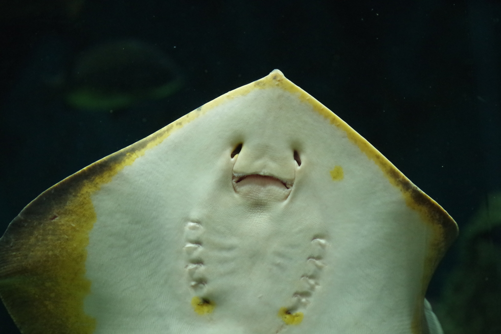 海の生き物図鑑‐エイ