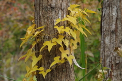 山芋の黄葉