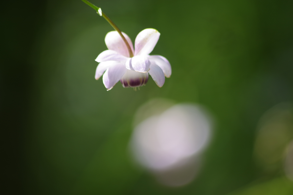 初秋の野草園-蓮華升麻
