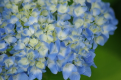 花散歩-水色途中の紫陽花