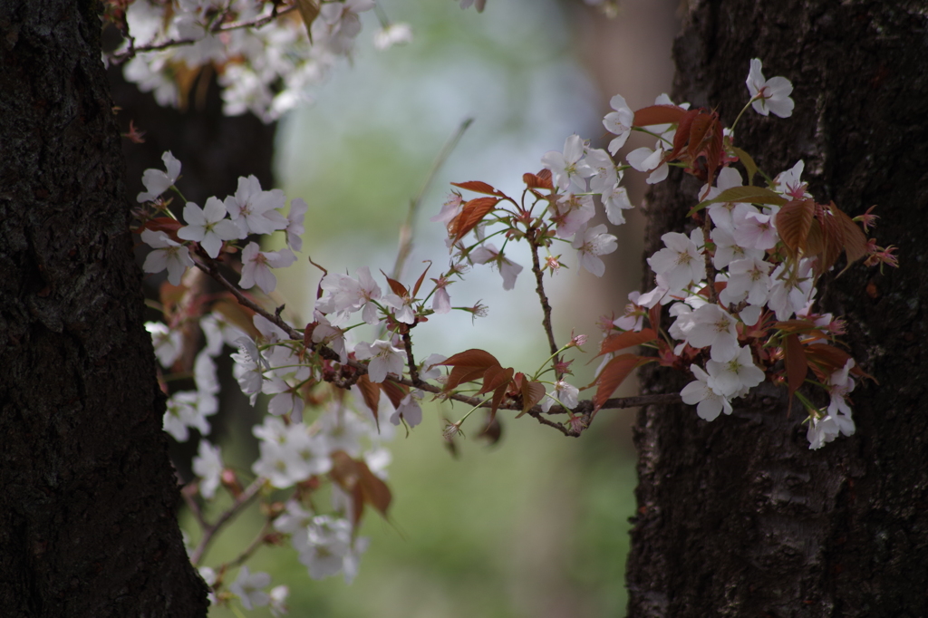 桜花-2