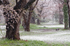 満開の雪景色