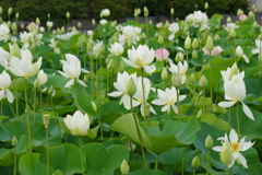 蓮-6