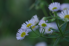 花散歩‐姫女苑