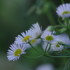 花散歩‐姫女苑