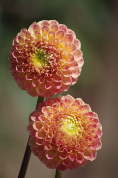 スノーホドリス