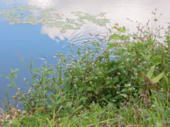 沼のほとりで-3