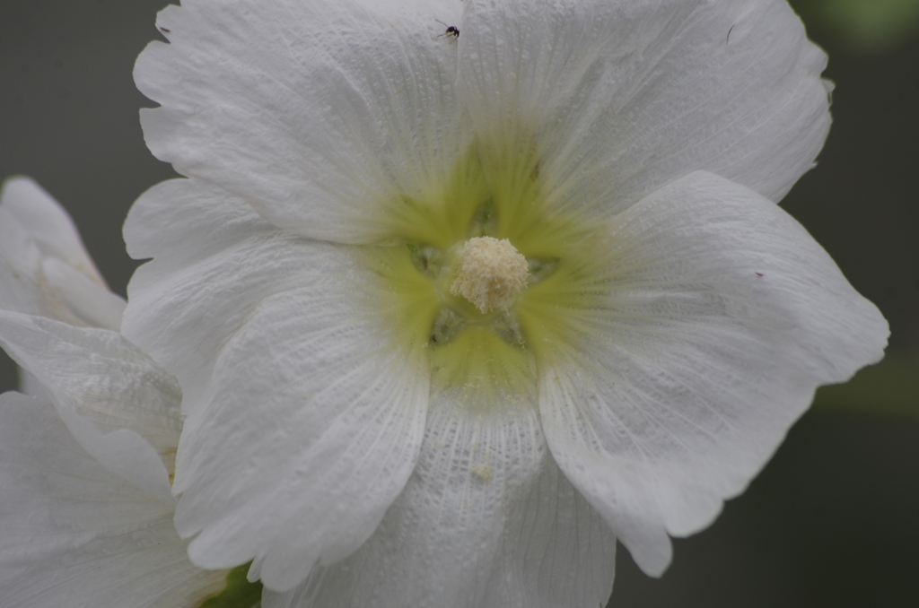 花散歩‐タチアオイ