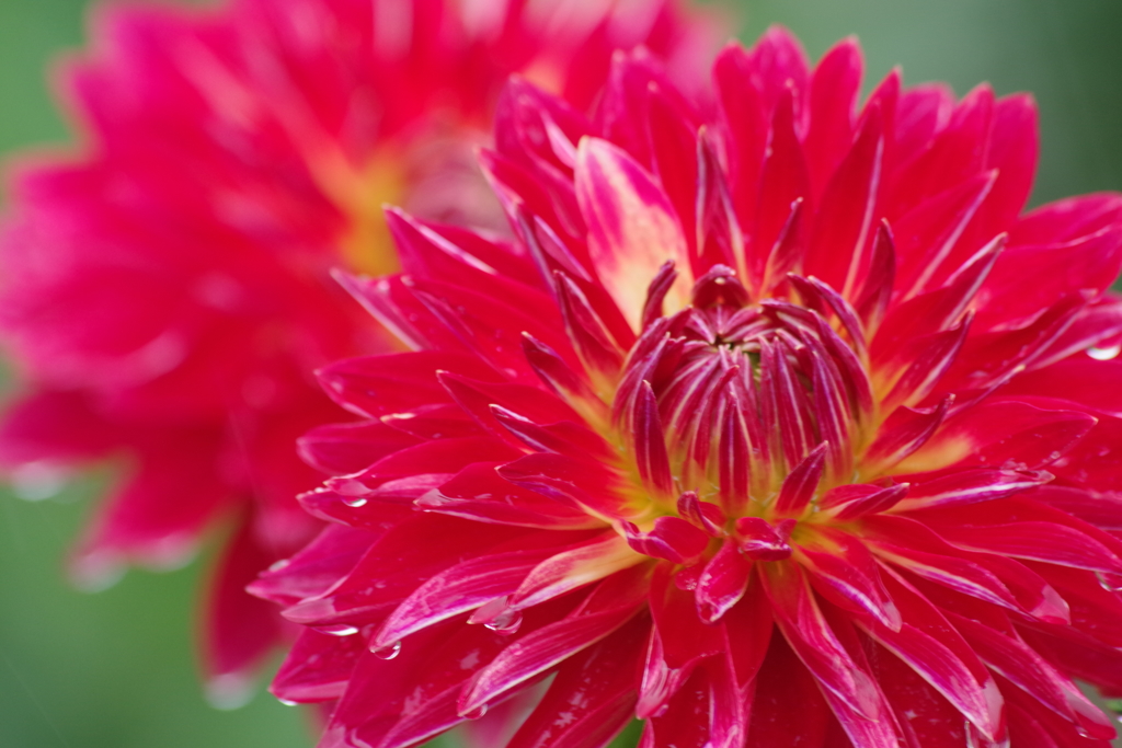 秋田のダリア-17・28