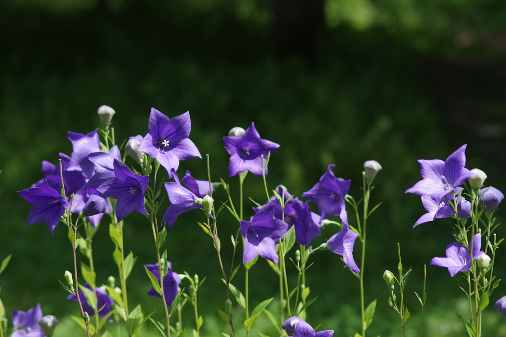 真夏の野草園‐桔梗整列