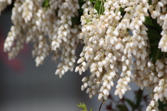 花散歩‐馬酔木