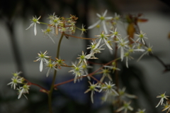 花散歩-大文字草