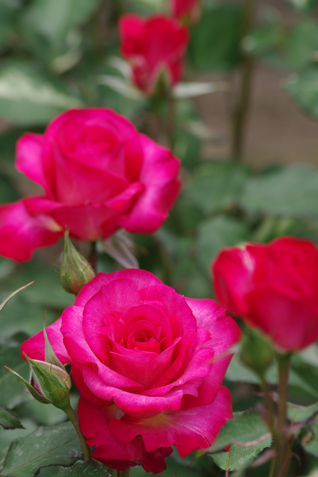 5/31 紅(くれない)