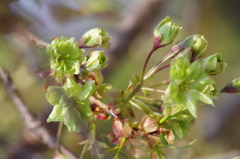 桜色・いろいろ13