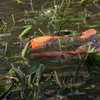 野草園は鯉の季節