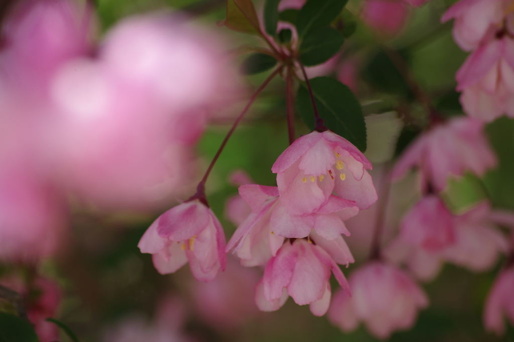 花海棠にくらくら-3