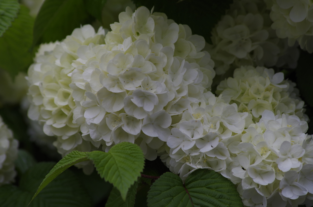 花散歩‐大手毬