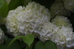 花散歩‐大手毬