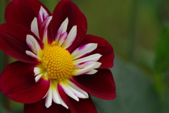 秋田のダリア-12