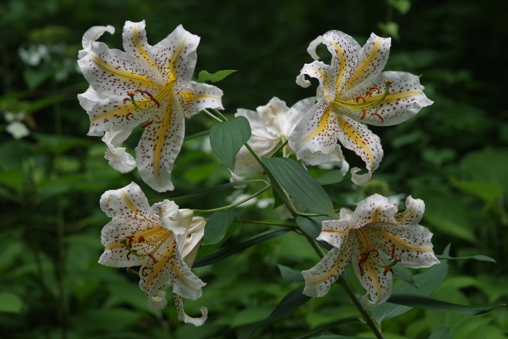 7/28 山百合