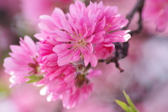 春を待つ心-花桃