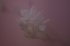 春を先駆けて-啓翁桜11