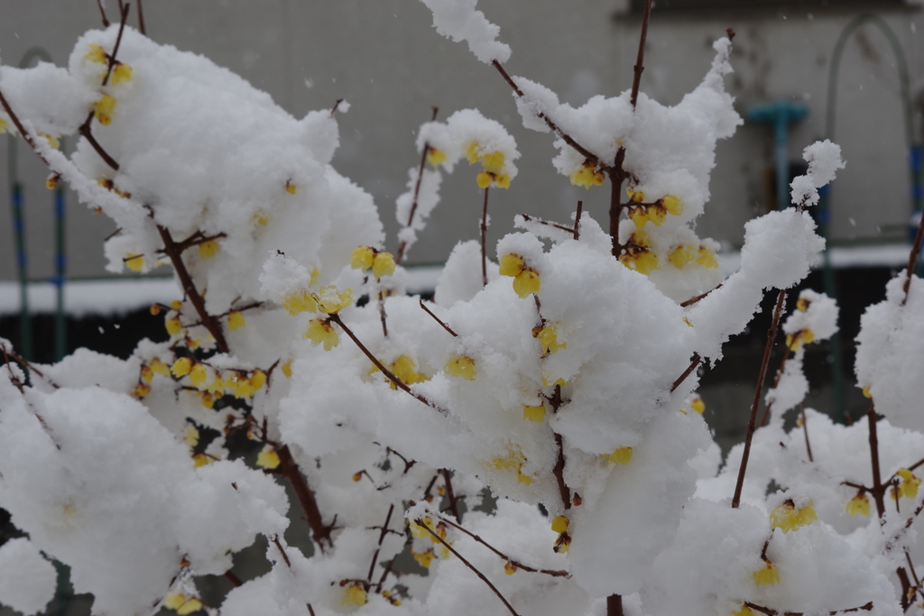 3月6日の蝋梅-1