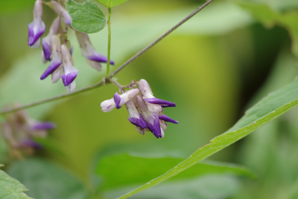 野草園で花散歩‐ヤブマメ
